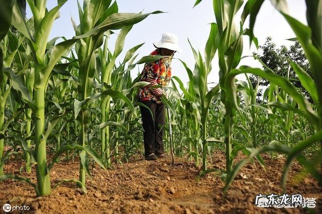 玉米地出现很多地老虎，怎么防治最有效？