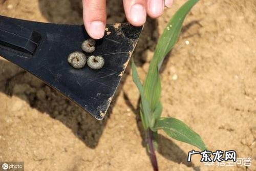 玉米地出现很多地老虎,怎么防治最有效?