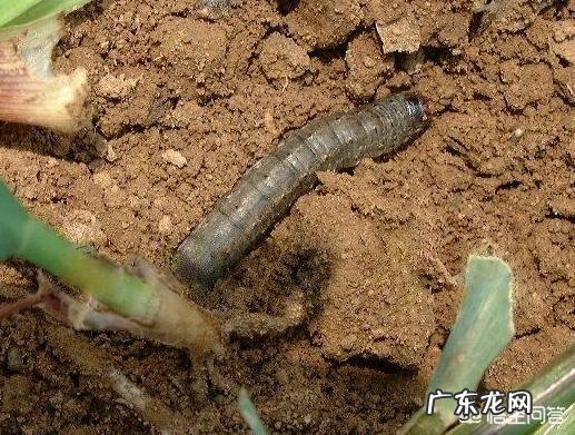 玉米地出现很多地老虎，怎么防治最有效？