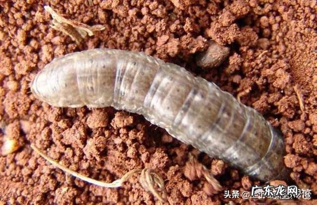 玉米地出现很多地老虎，怎么防治最有效？