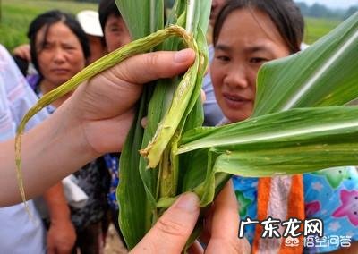 玉米地出现很多地老虎,怎么防治最有效?