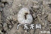 玉米地出现很多地老虎，怎么防治最有效？