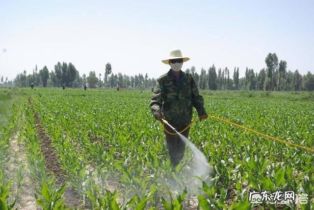 玉米地出现很多地老虎,怎么防治最有效?
