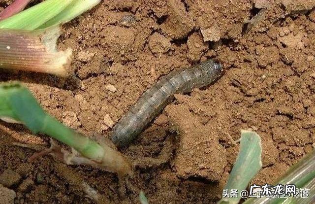 玉米地出现很多地老虎，怎么防治最有效？