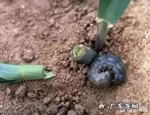 玉米地出现很多地老虎,怎么防治最有效?