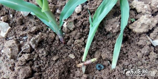 玉米地出现很多地老虎，怎么防治最有效？