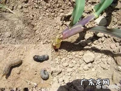 玉米地出现很多地老虎,怎么防治最有效?