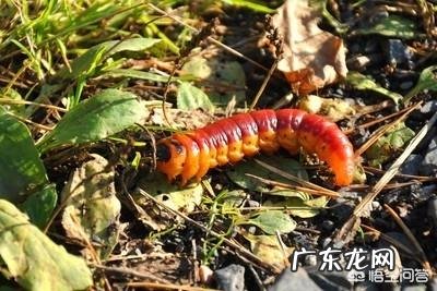 玉米地出现很多地老虎,怎么防治最有效?