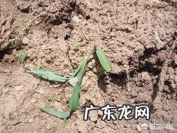 玉米地出现很多地老虎，怎么防治最有效？