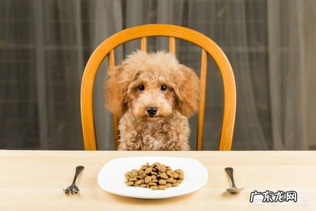 适合女孩子养的小型犬有哪些?