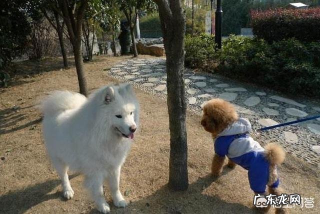 适合女孩子养的小型犬有哪些?