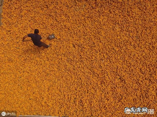 黑龙江今年粮食补贴,玉米涨,大豆降,会不会又增加玉米种植面积?