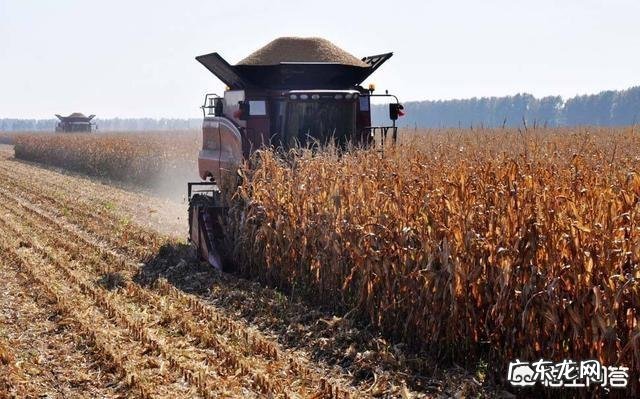 黑龙江今年粮食补贴,玉米涨,大豆降,会不会又增加玉米种植面积?