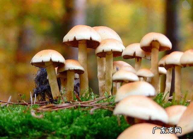 哪些食物最养胃?哪些食物最伤胃?