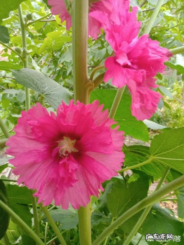 端午节为什么放假?端午节有啥意义?