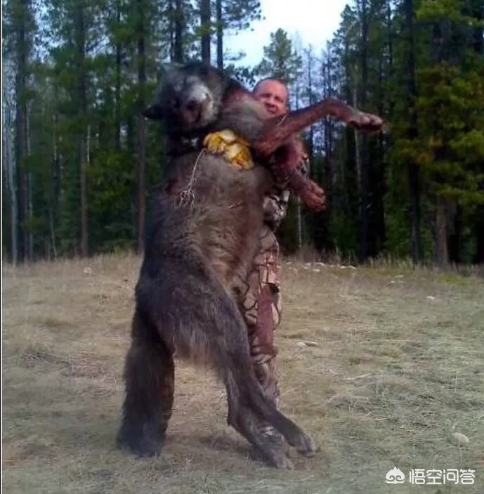 一个成年人有一把刀和一条成年狼,野外相遇谁能赢?