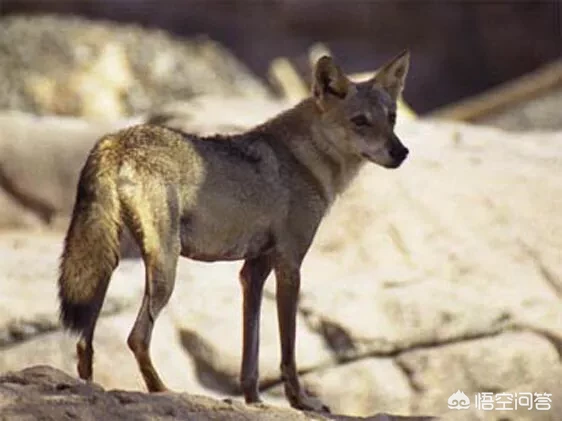 一个成年人有一把刀和一条成年狼,野外相遇谁能赢?