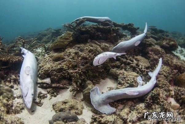 为什么一些人只吃鱼翅,不吃鲨鱼肉?