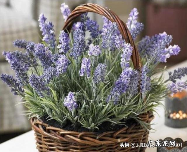 盆栽的花，什么花开的又漂亮闻起来又香？