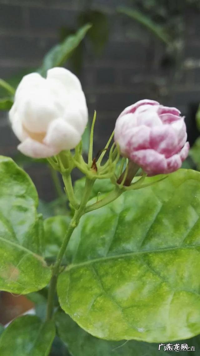 盆栽的花,什么花开的又漂亮闻起来又香?