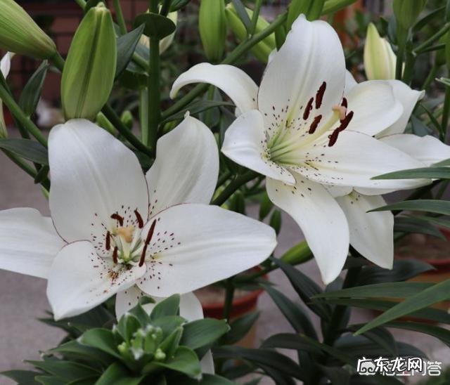 盆栽的花，什么花开的又漂亮闻起来又香？