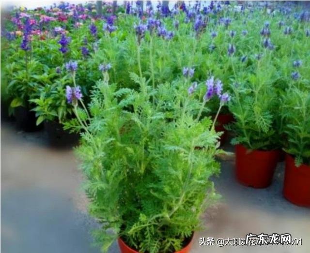 盆栽的花，什么花开的又漂亮闻起来又香？