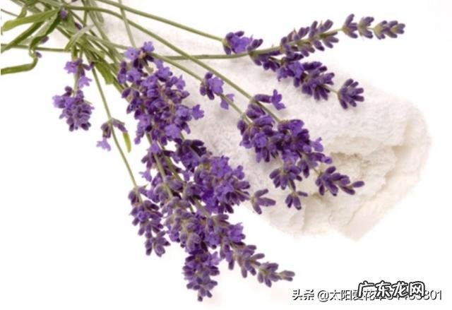 盆栽的花，什么花开的又漂亮闻起来又香？