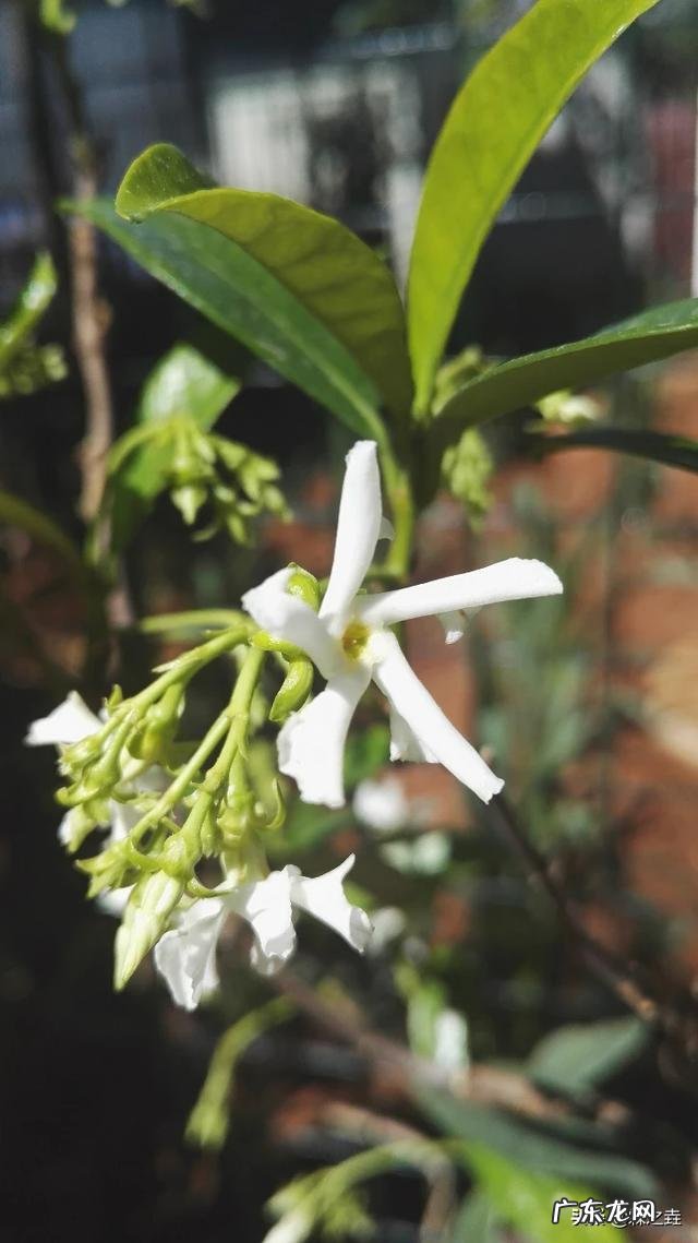 盆栽的花,什么花开的又漂亮闻起来又香?