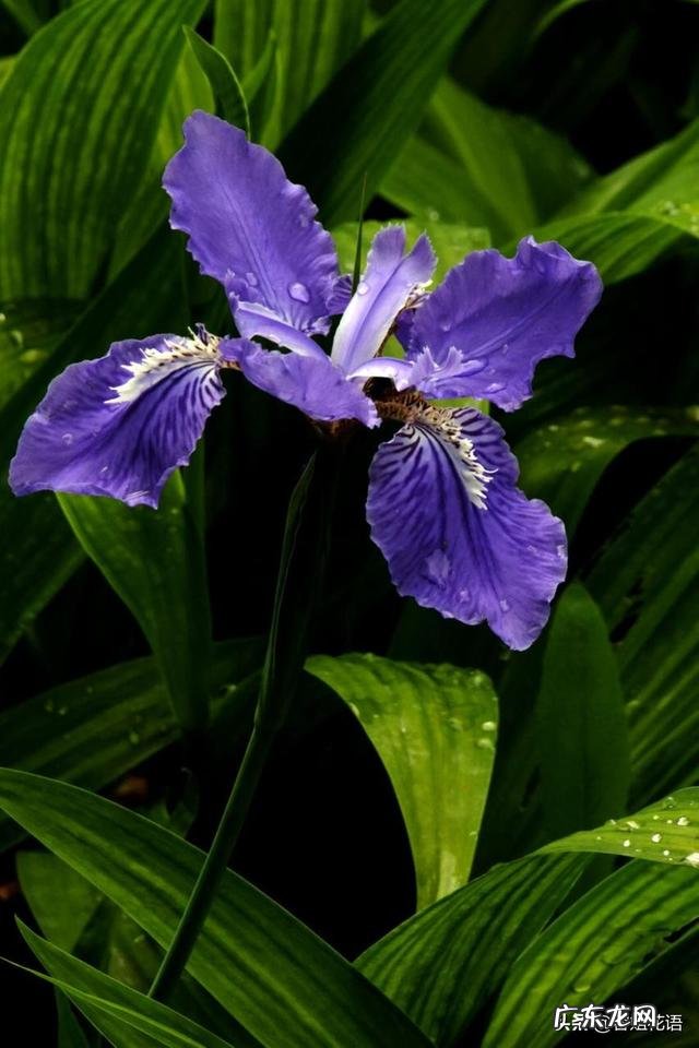 盆栽的花,什么花开的又漂亮闻起来又香?