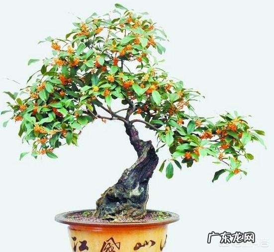 盆栽的花，什么花开的又漂亮闻起来又香？