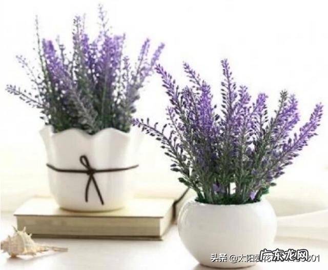 盆栽的花，什么花开的又漂亮闻起来又香？