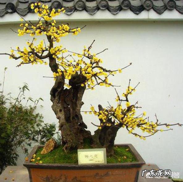 盆栽的花，什么花开的又漂亮闻起来又香？