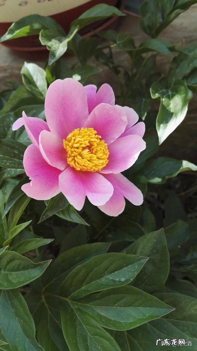 盆栽的花,什么花开的又漂亮闻起来又香?