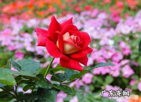 盆栽的花，什么花开的又漂亮闻起来又香？