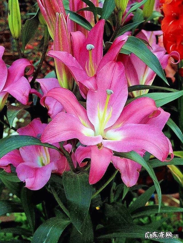 盆栽的花,什么花开的又漂亮闻起来又香?