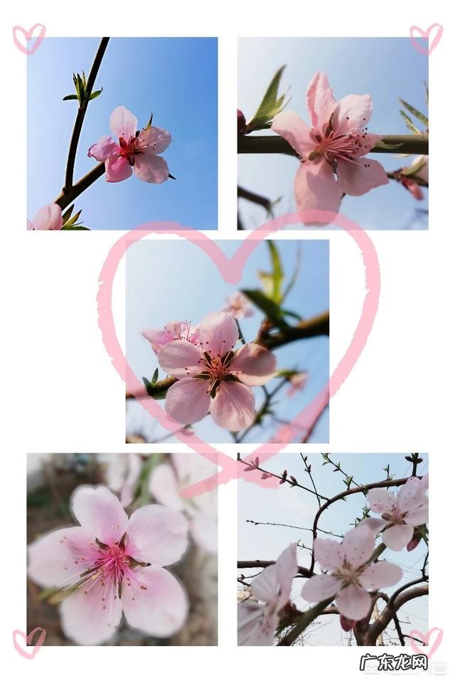 大家读过哪些有关桃花的古诗,哪个诗人描写桃花的古诗写得最好?