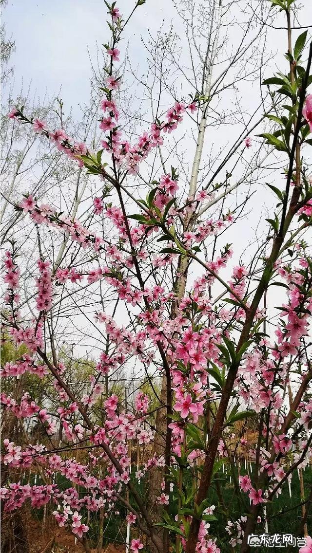 大家读过哪些有关桃花的古诗,哪个诗人描写桃花的古诗写得最好?