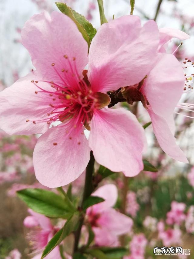 大家读过哪些有关桃花的古诗,哪个诗人描写桃花的古诗写得最好?