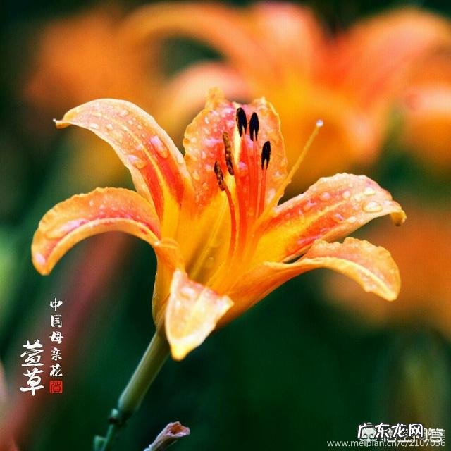 关于母亲的诗有哪些？