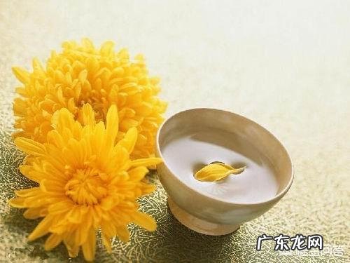 菊花泡水喝有什么功效?