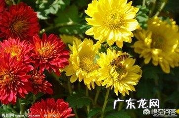 菊花泡水喝有什么功效?