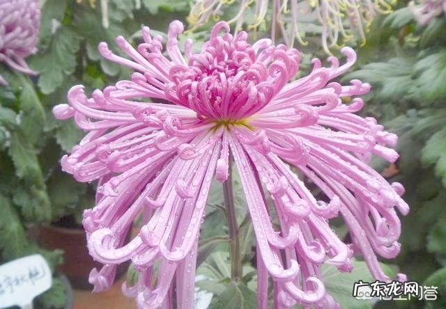 菊花泡水喝有什么功效?