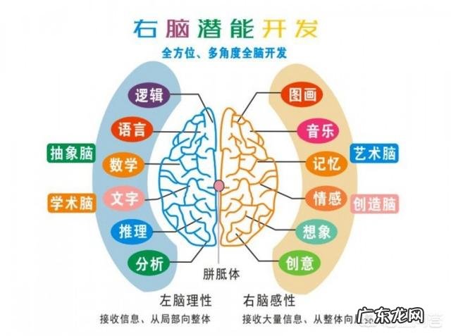 全脑开发真的有效吗?