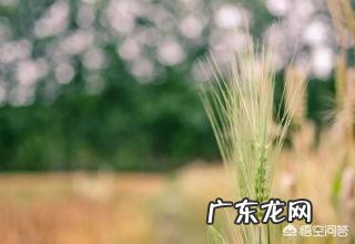 今日小满，农村俗语“小满不满，麦有一险”是什么意思？为何麦子有一险？