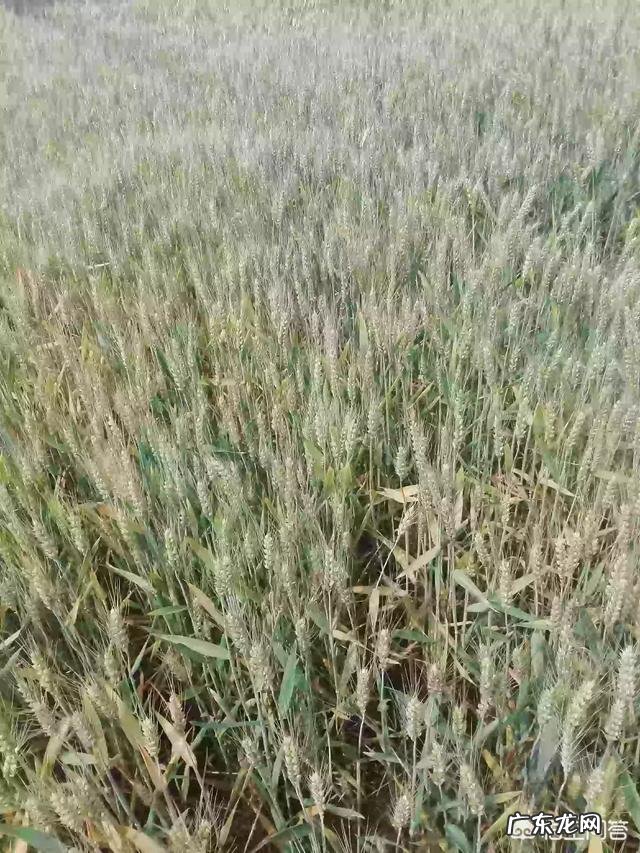 今日小满,农村俗语“小满不满,麦有一险”是什么意思?为何麦子有一险?