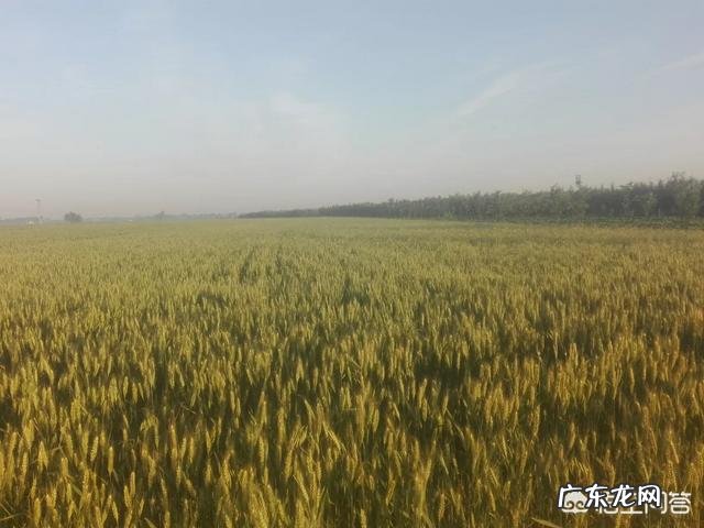 今日小满，农村俗语“小满不满，麦有一险”是什么意思？为何麦子有一险？