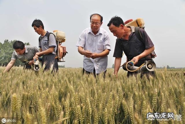 今日小满，农村俗语“小满不满，麦有一险”是什么意思？为何麦子有一险？