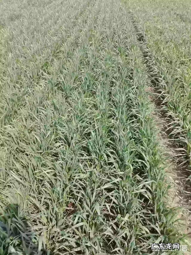 今日小满,农村俗语“小满不满,麦有一险”是什么意思?为何麦子有一险?