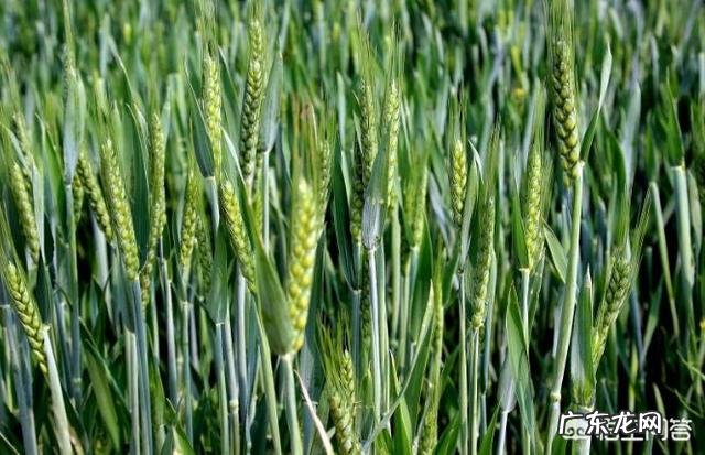 今日小满，农村俗语“小满不满，麦有一险”是什么意思？为何麦子有一险？
