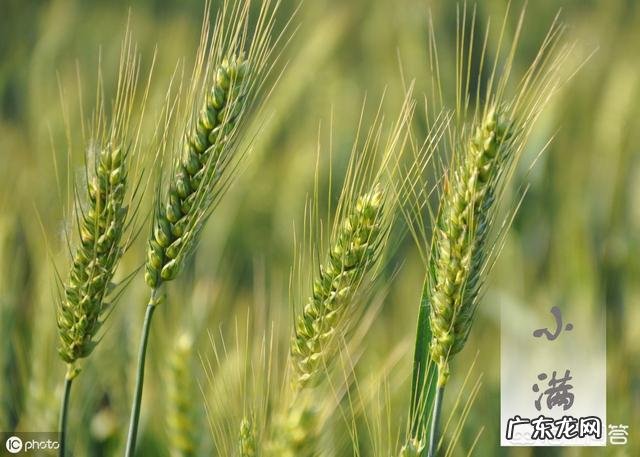 今日小满，农村俗语“小满不满，麦有一险”是什么意思？为何麦子有一险？
